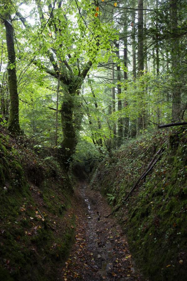 La Colline Des Renards Chambres Locmaria-Berrien Екстер'єр фото